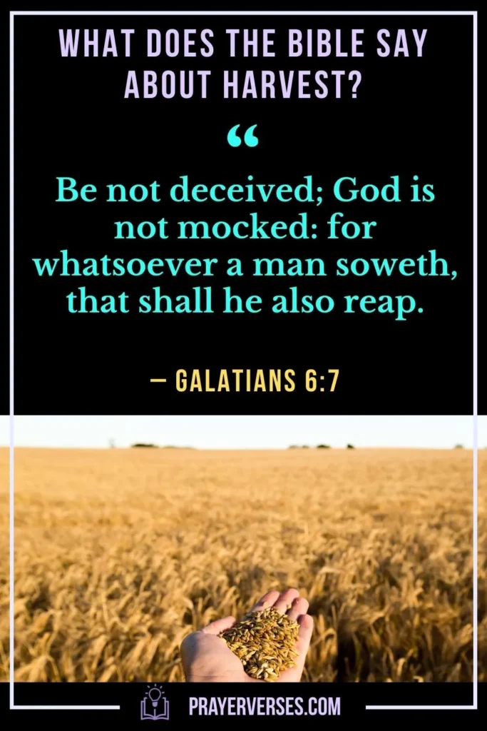 What Does the Bible Say About Harvest