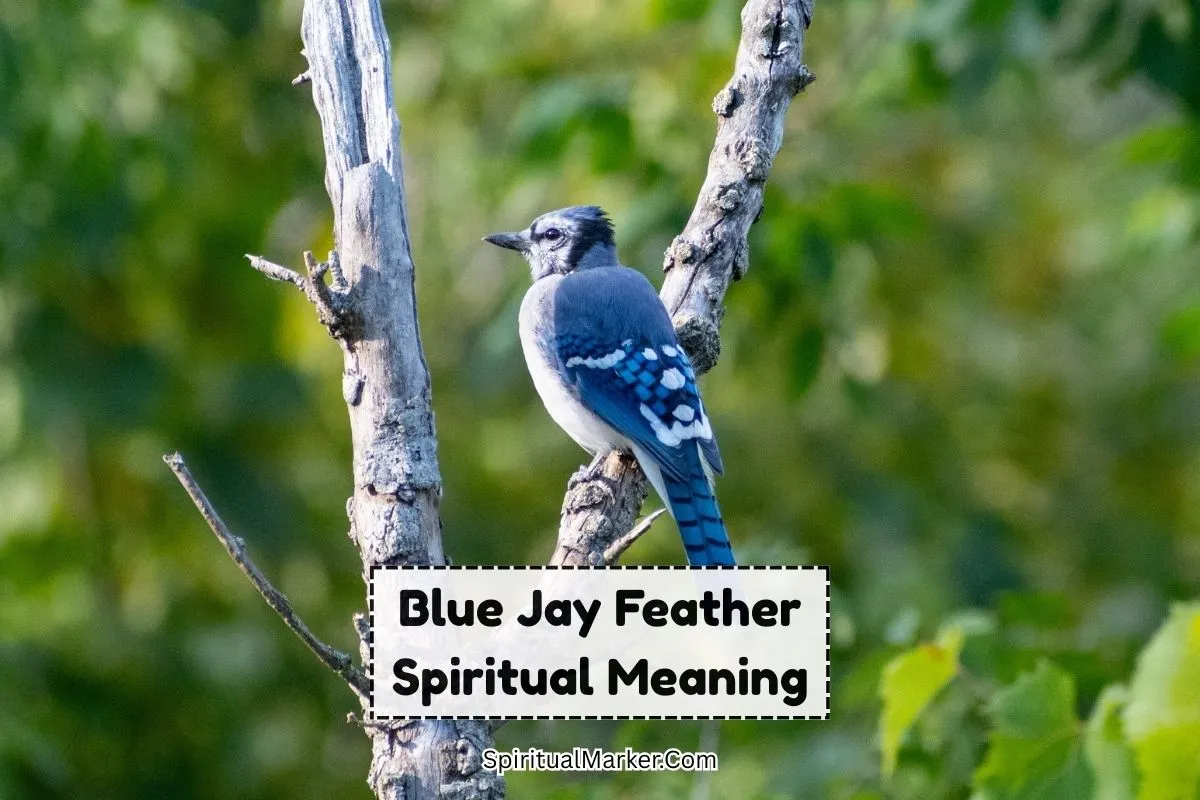 Blue-Jay-feather-spiritual-meaning-and-symbolism