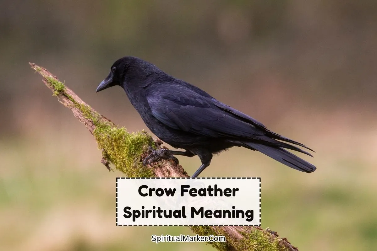 Crow-feather-spiritual-meaning-and-symbolism