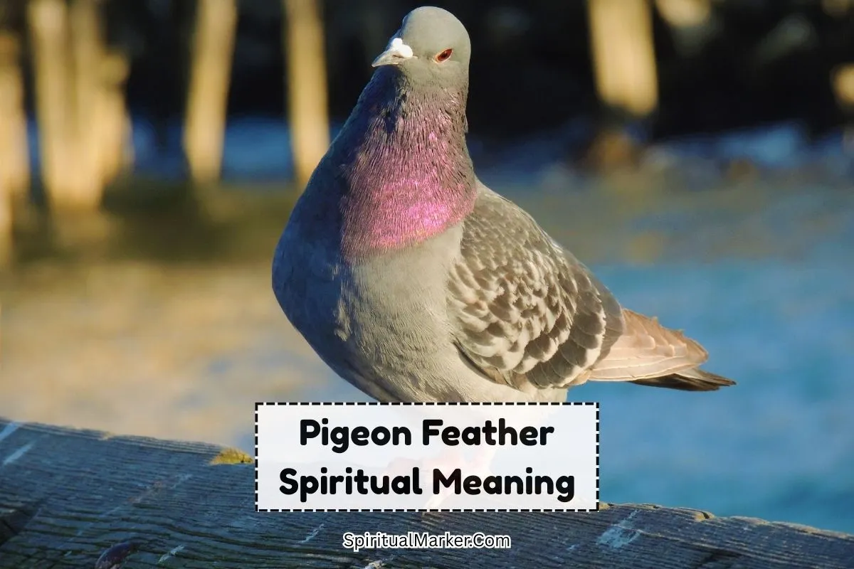 Pigeon-feather-spiritual-meaning-and-symbolism