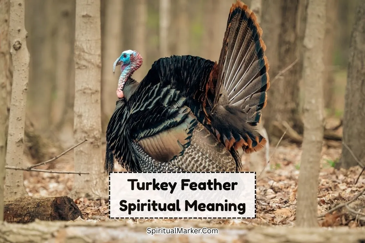 Turkey-feather-spiritual-meaning-and-symbolism