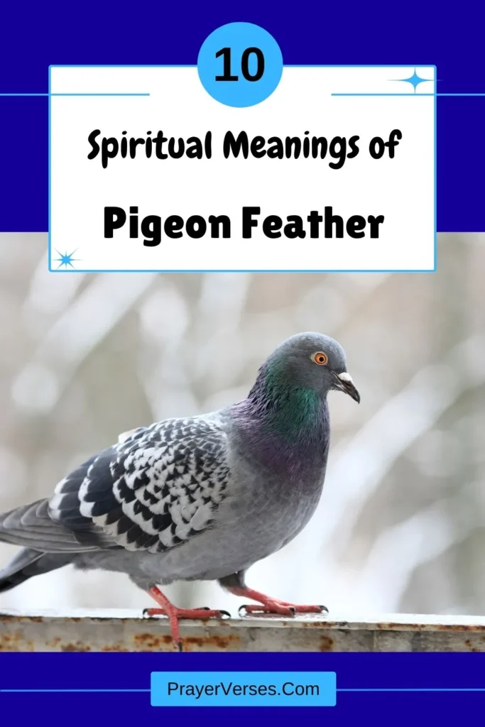 What-does-a-Pigeon-feather-symbolize