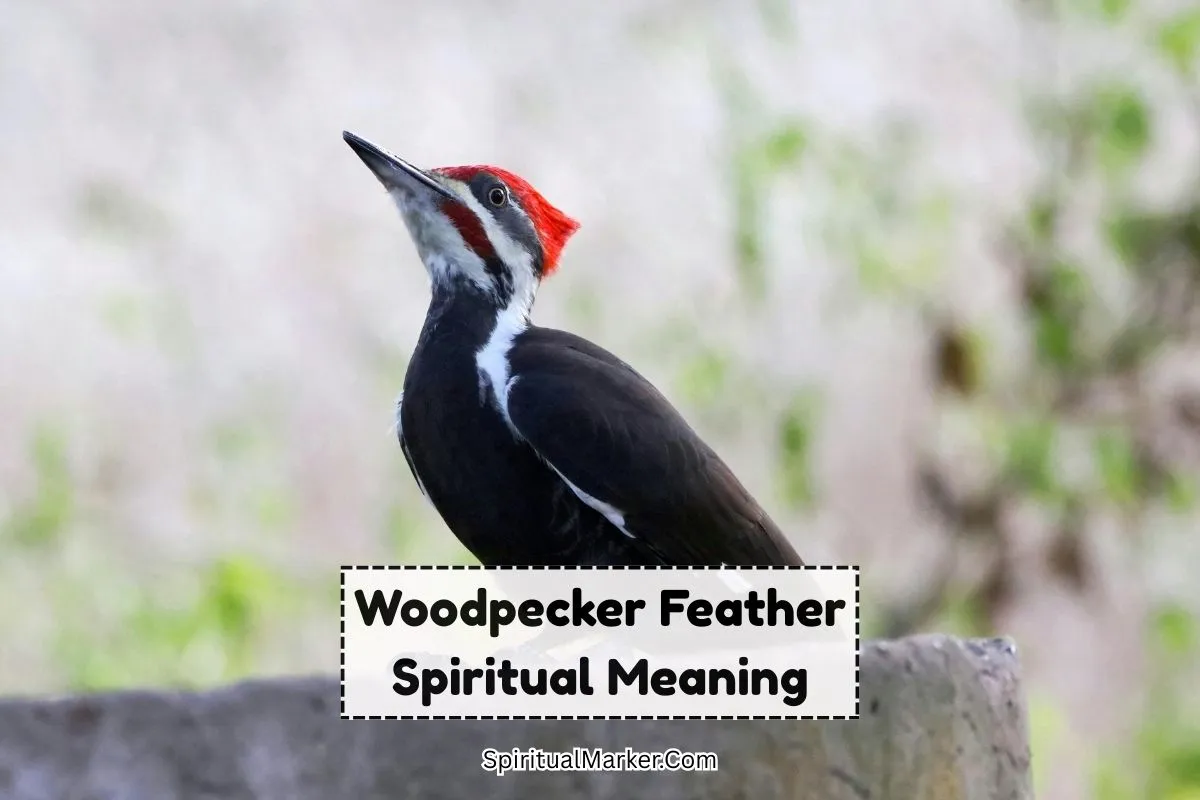Woodpecker-feather-spiritual-meaning-and-symbolism