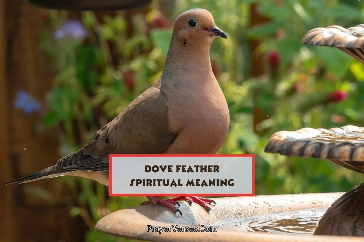 spiritual-meaning-of-dove-feather