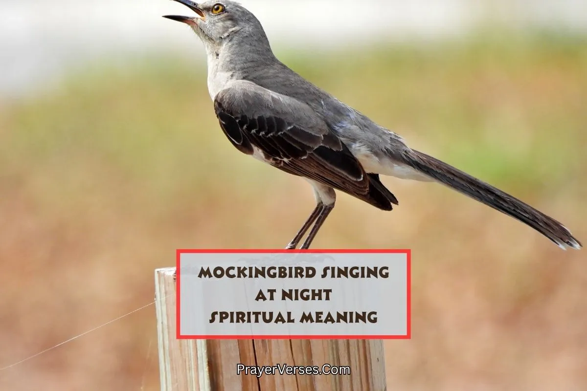 symbolism-of-mockingbird-singing-at-night