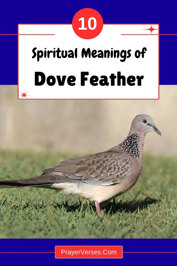 what-does-dove-feather-symbolize